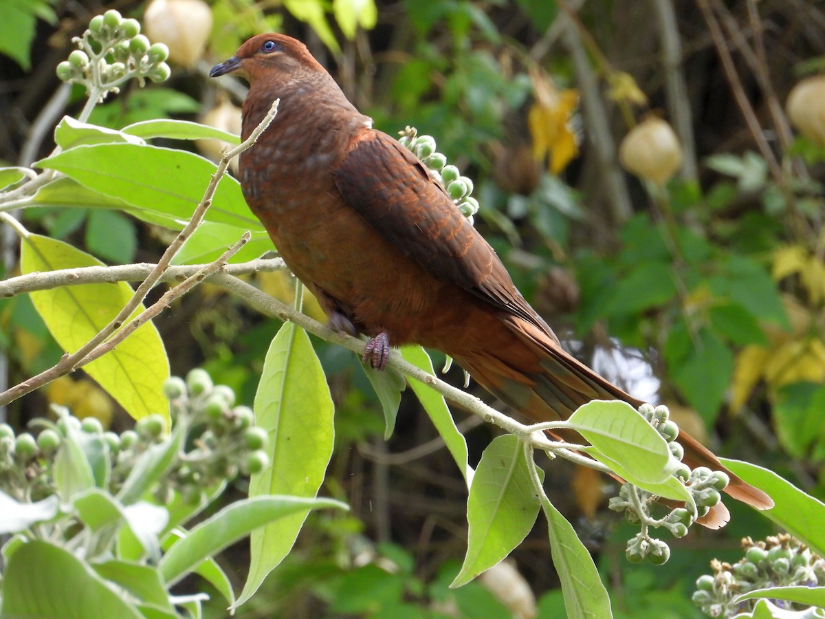 Brown Cuckoo-Dove - Chris Burwell