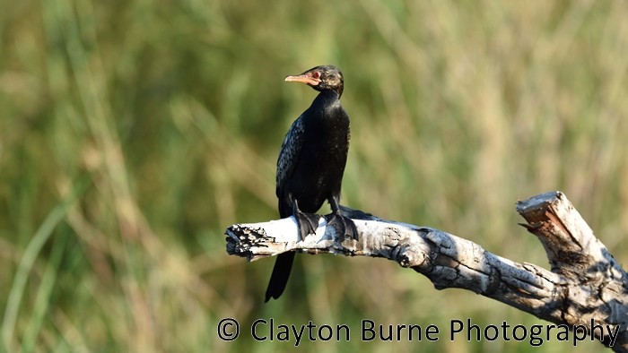Long-tailed Cormorant - Clayton Burne