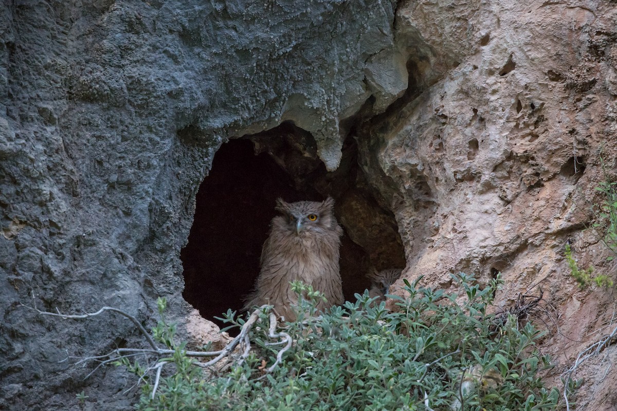 Brown Fish-Owl (Turkish) - ML172447971