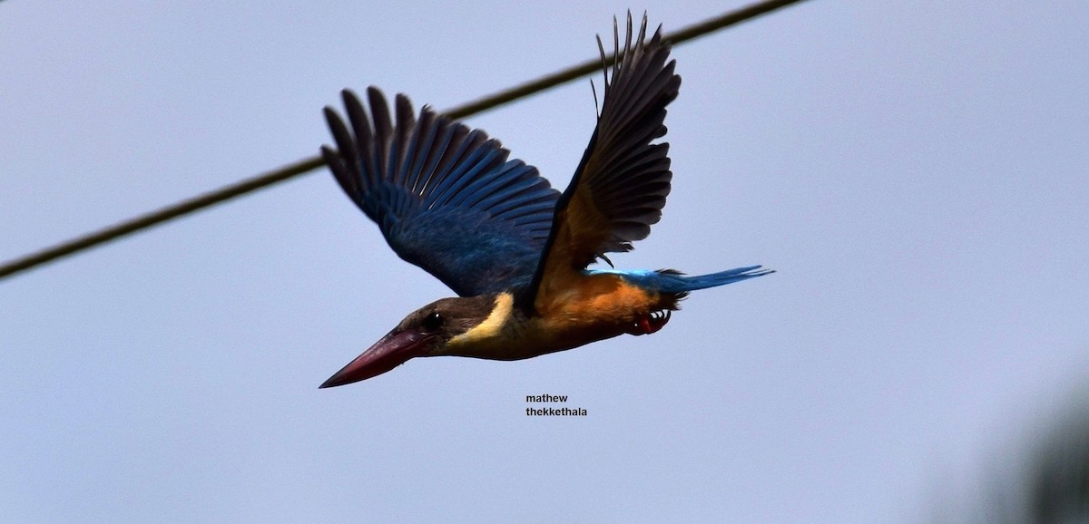 Stork-billed Kingfisher - ML172448121