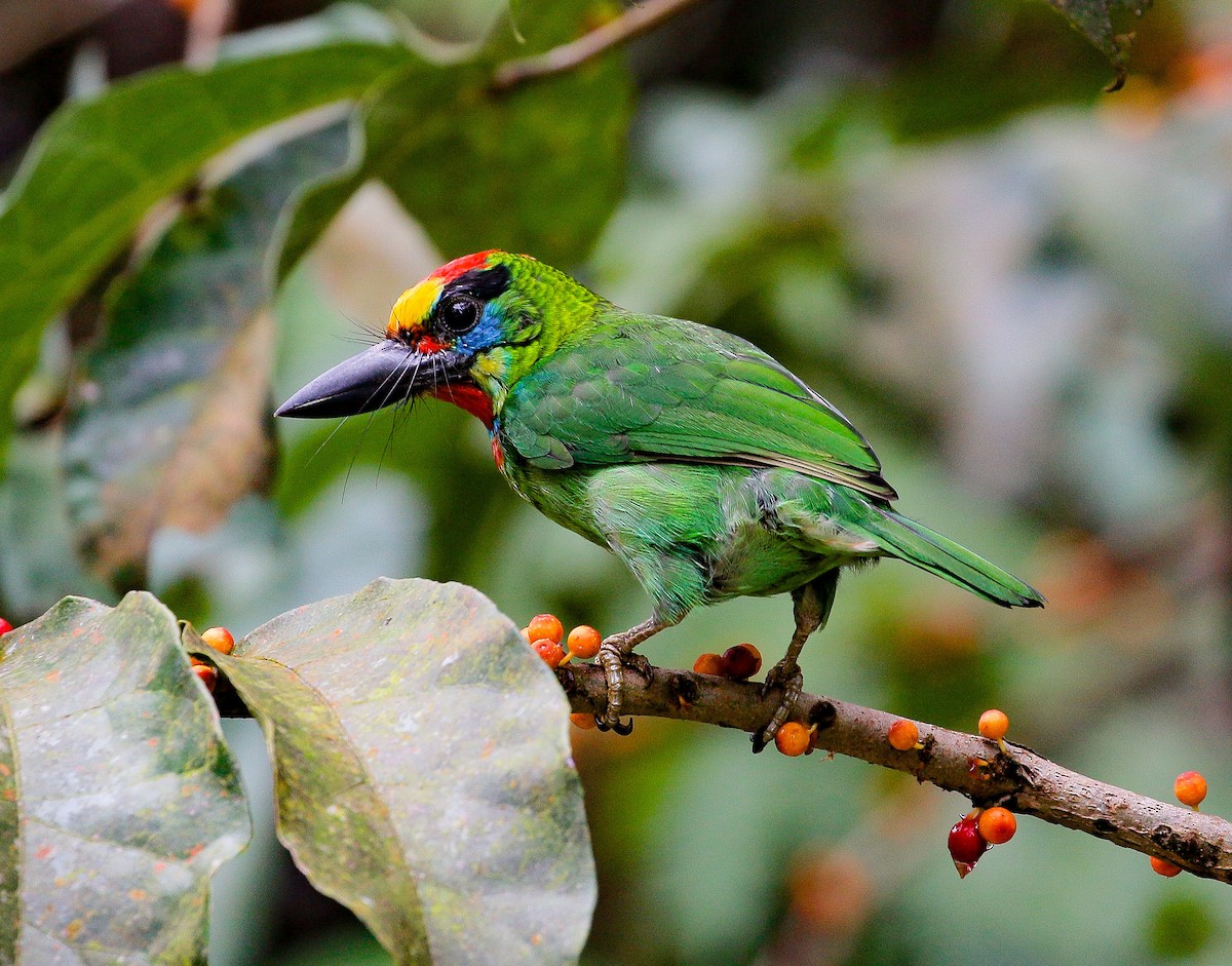 Red-throated Barbet - ML172448301