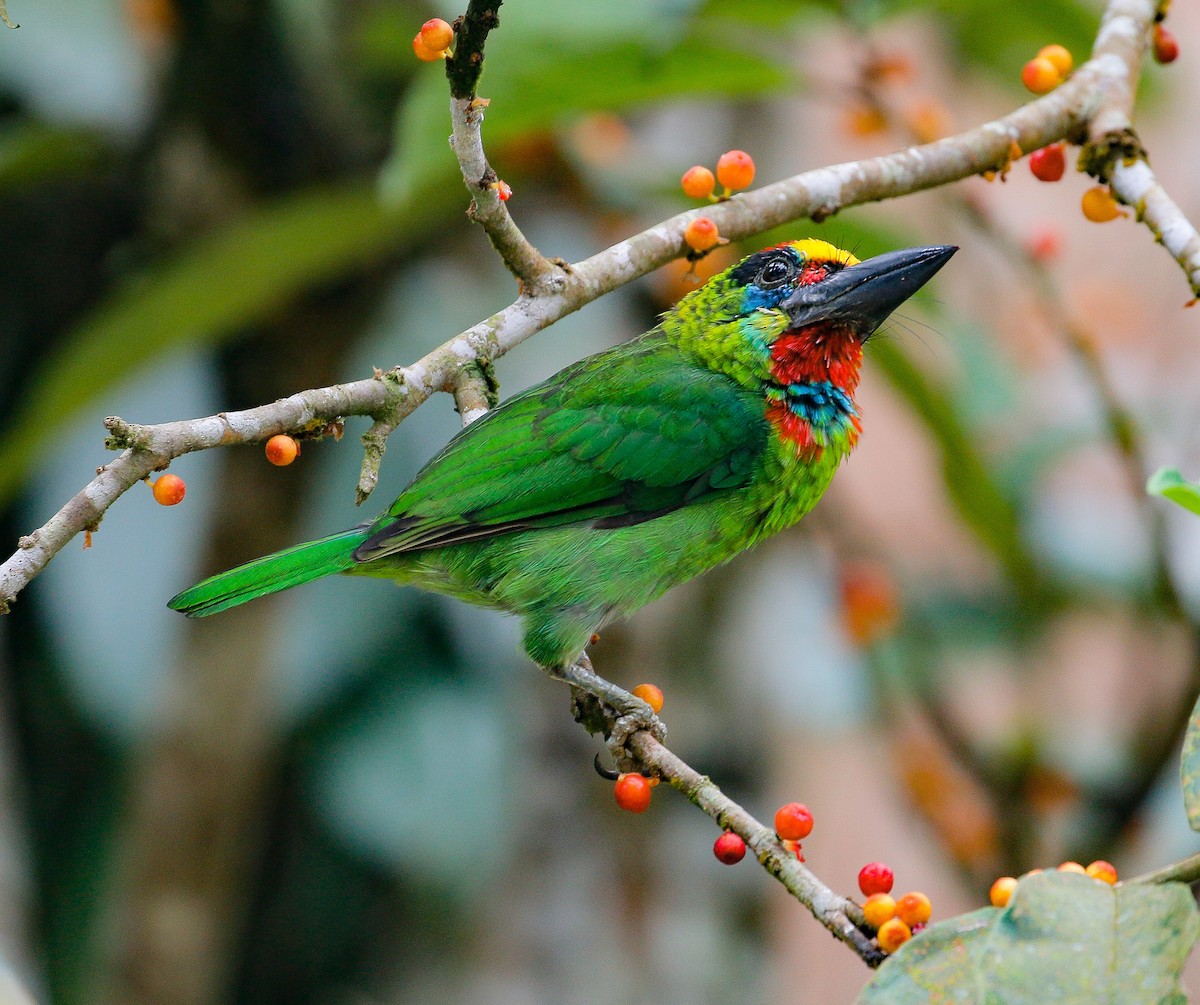 Red-throated Barbet - ML172448331
