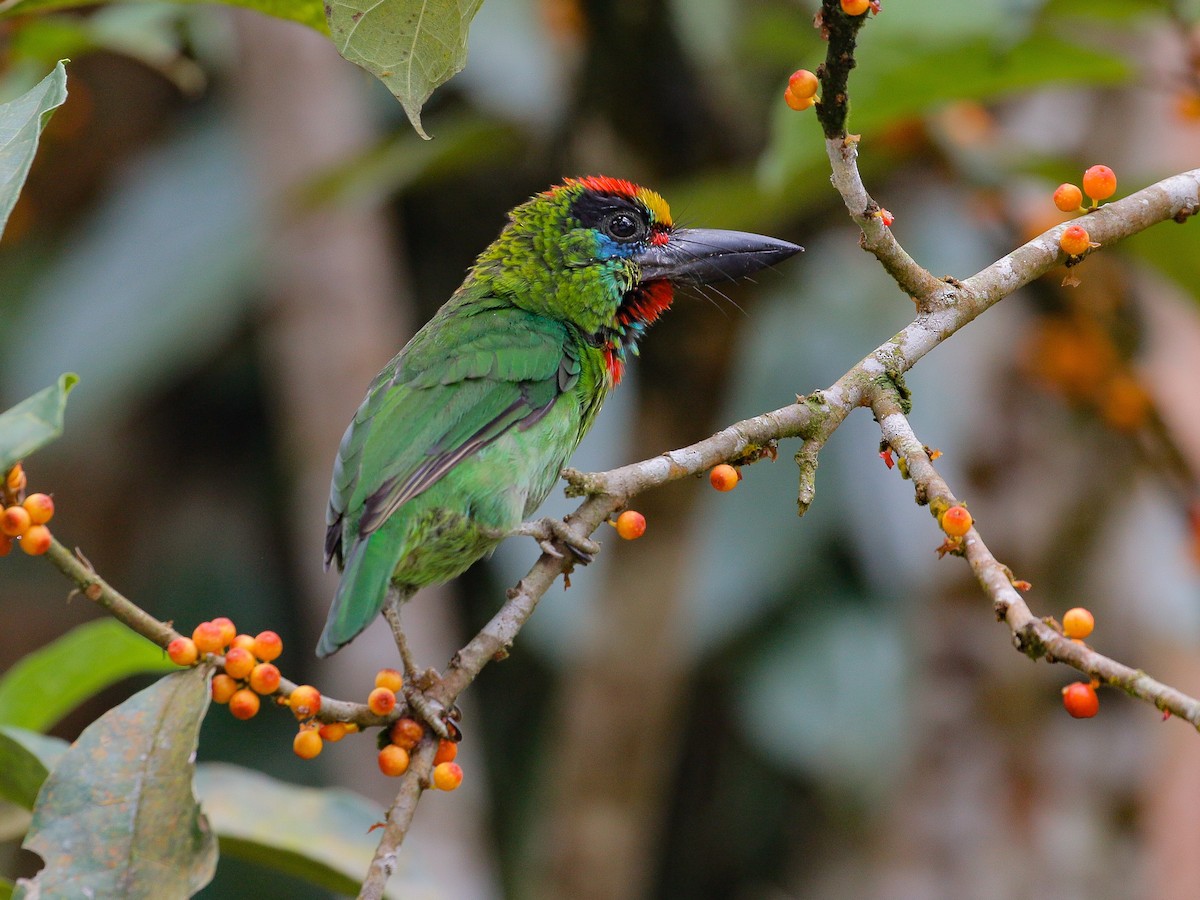 Red-throated Barbet - ML172448341