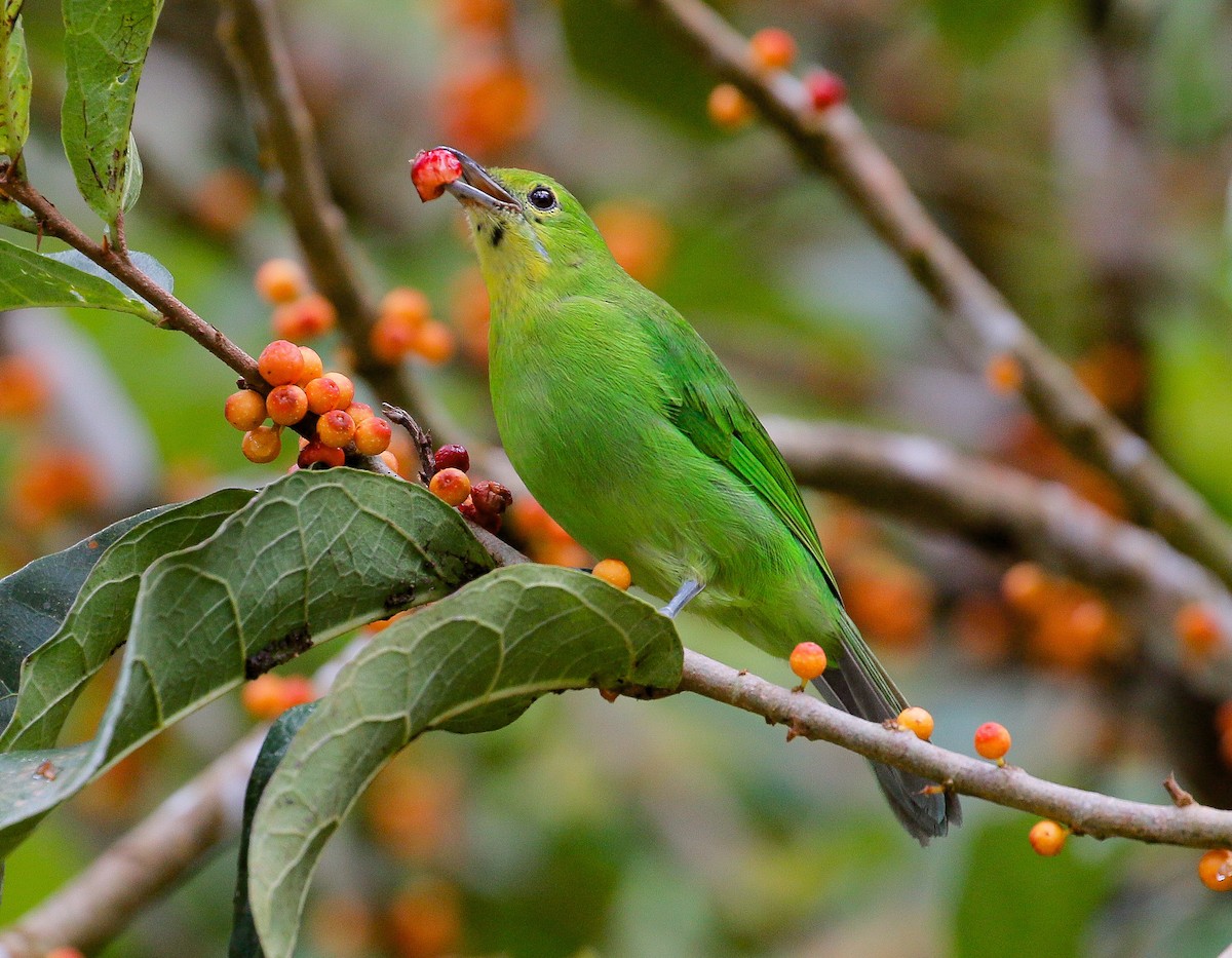 Greater Green Leafbird - Neoh Hor Kee