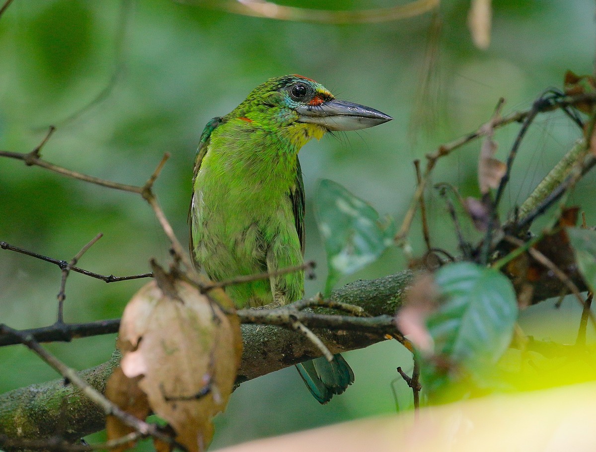 Red-throated Barbet - Neoh Hor Kee