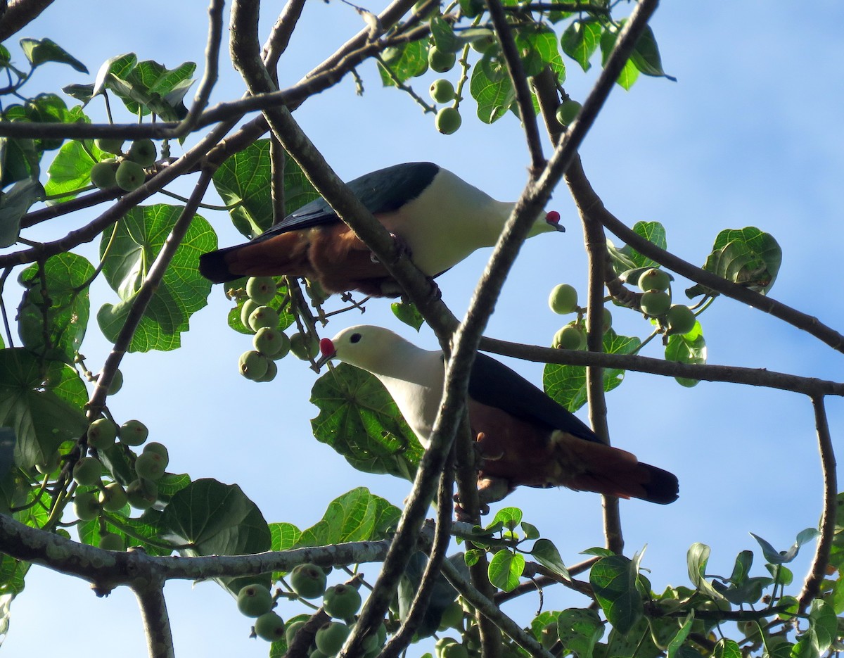 Red-knobbed Imperial-Pigeon - ML172452281