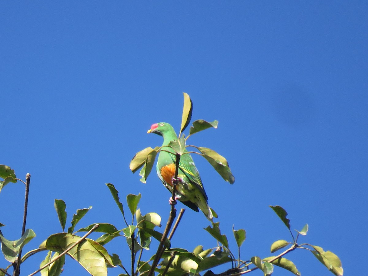 Knob-billed Fruit-Dove - ML172452491