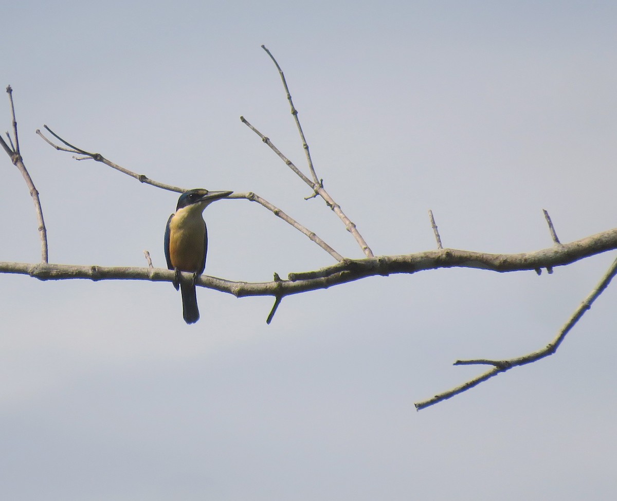 Melanesian Kingfisher (New Britain) - ML172452961