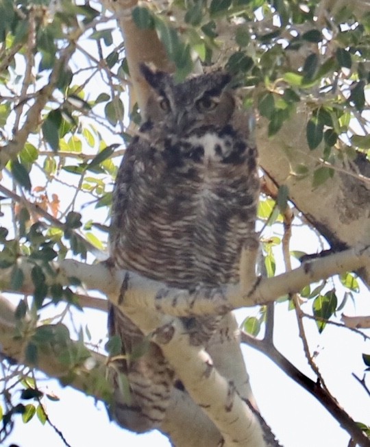 Great Horned Owl - ML172452981