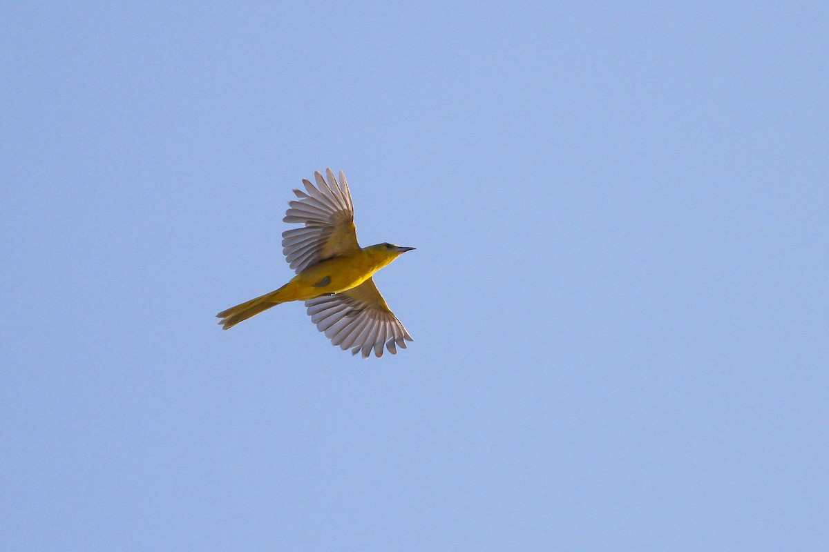 Hooded Oriole (nelsoni Group) - ML172453821