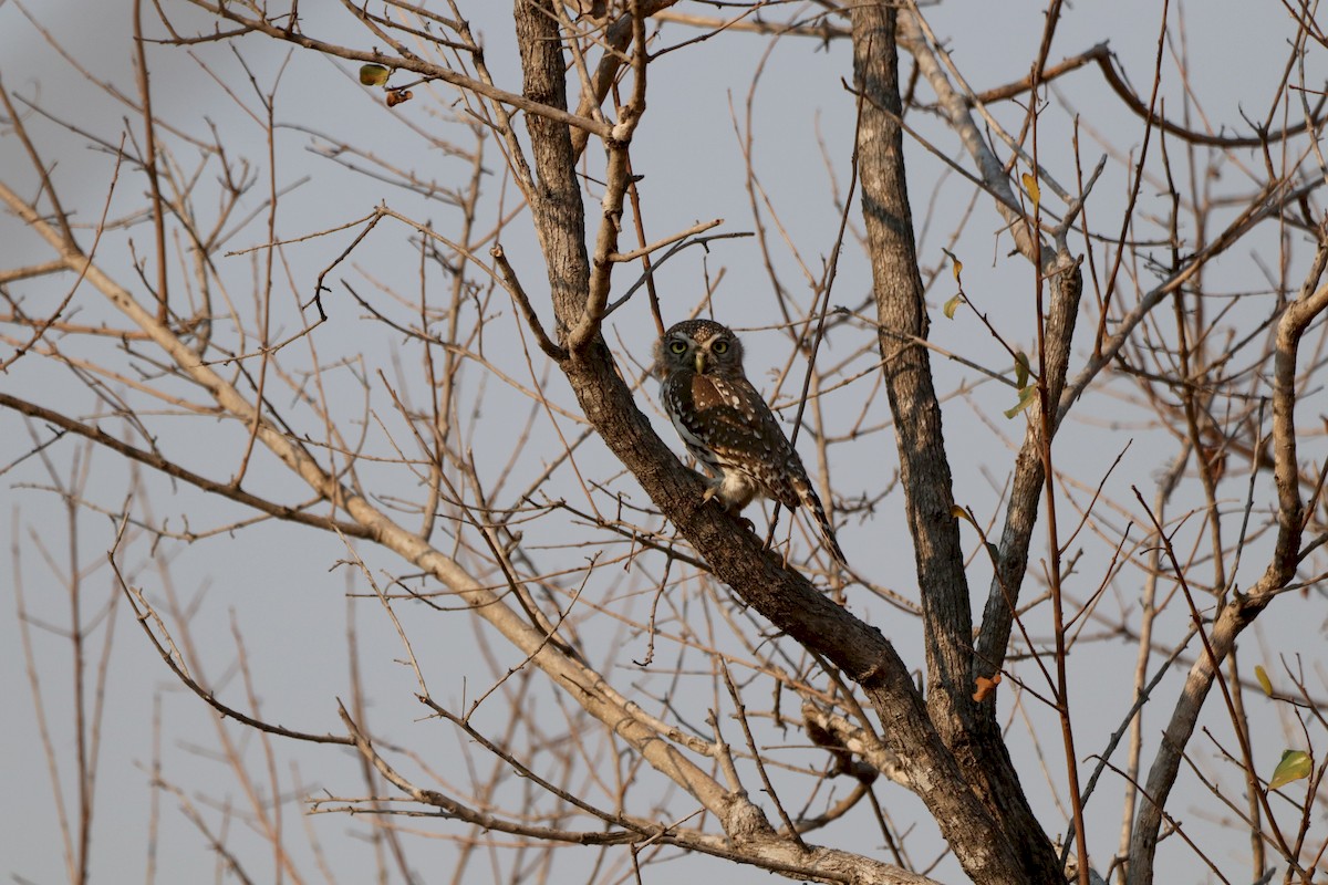 Pearl-spotted Owlet - ML172455561