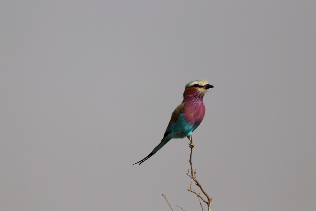 Lilac-breasted Roller - ML172455581