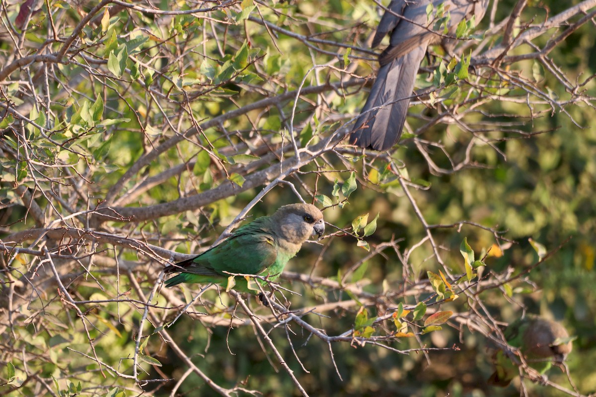 Буроголовый попугай - ML172455591