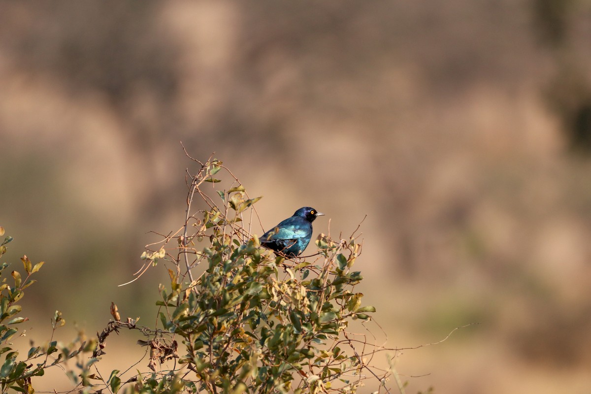 Greater Blue-eared Starling - ML172455601