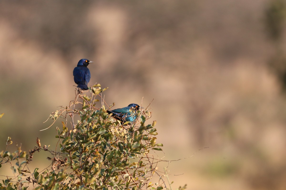 Greater Blue-eared Starling - ML172455611