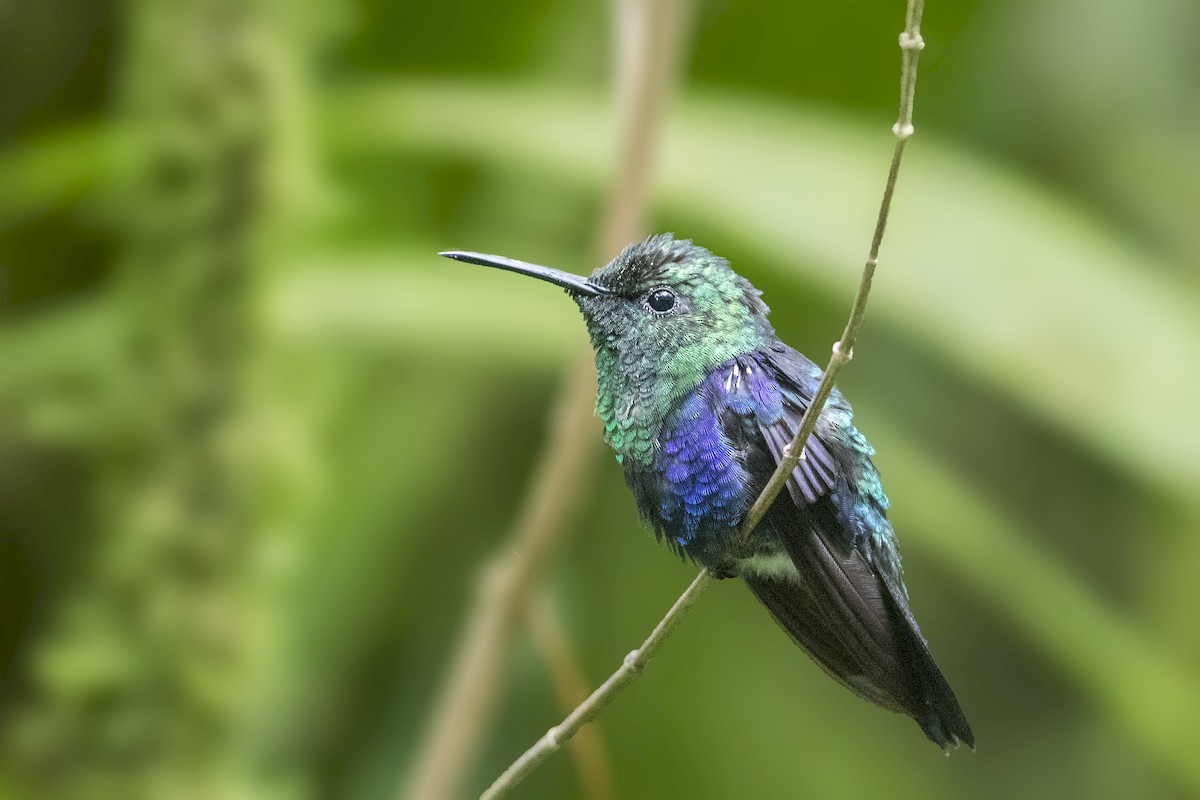 kolibřík vidloocasý - ML172455901