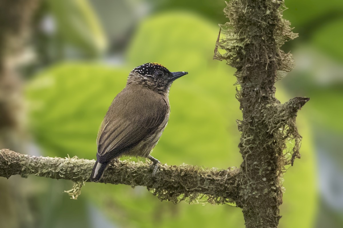 Olivaceous Piculet - ML172455941