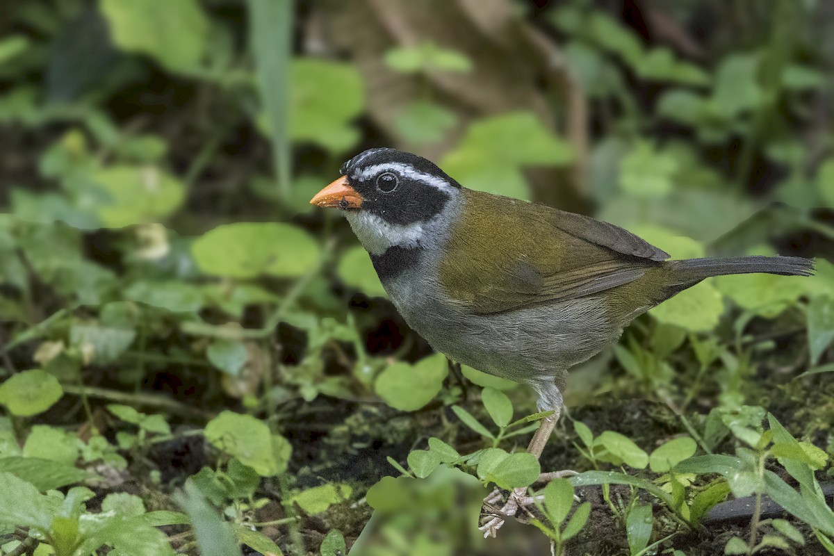 Orange-billed Sparrow - ML172455981