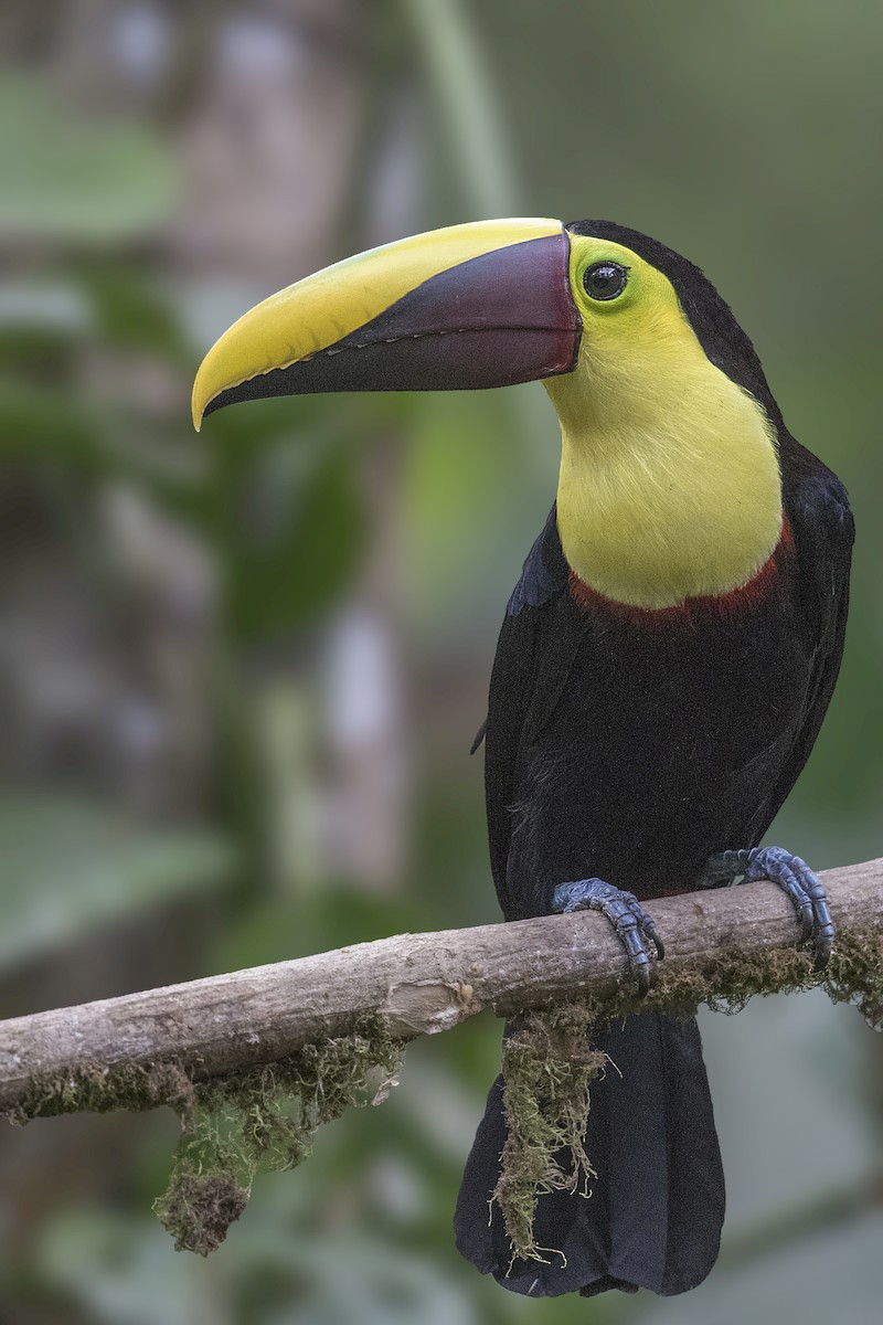 Toucan tocard (swainsonii) - ML172456061