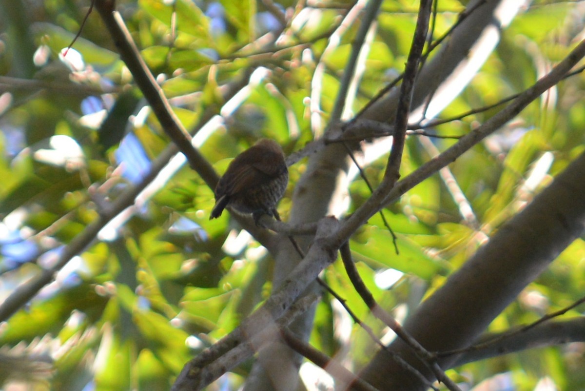 Ochre-collared Piculet - ML172457061