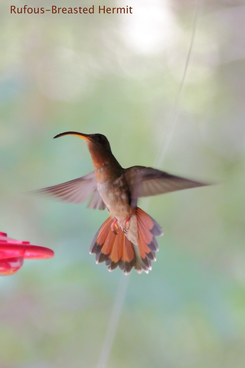 Rufous-breasted Hermit - ML172458001