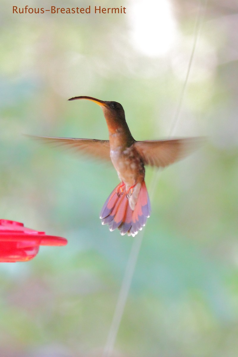Rufous-breasted Hermit - ML172458011