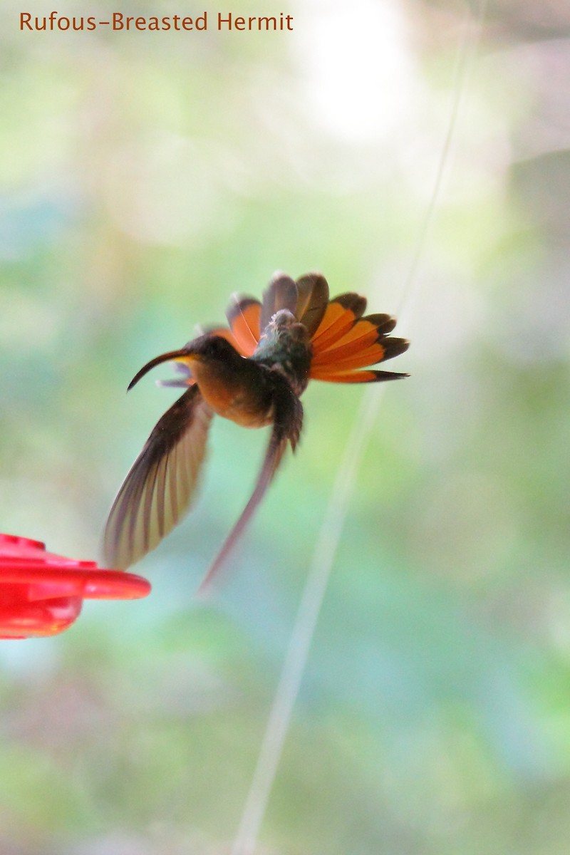 Rufous-breasted Hermit - Butch Carter