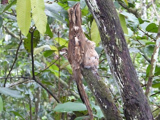 นกเต็มวัยและลูกนก - Pablo Alejandro - ML172458151