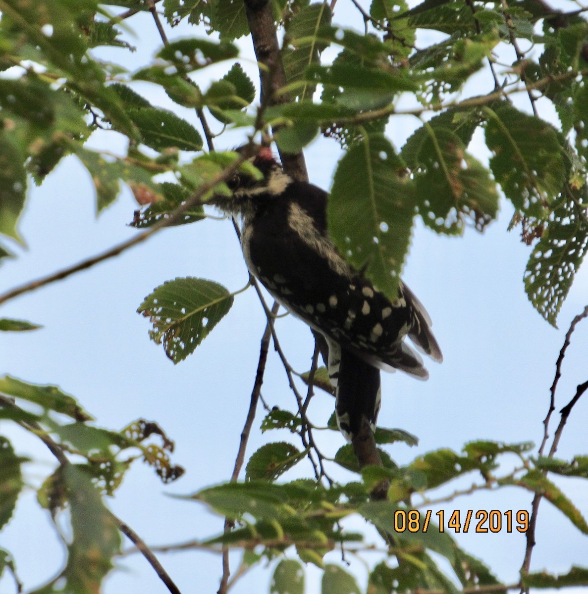 Downy Woodpecker - ML172458341