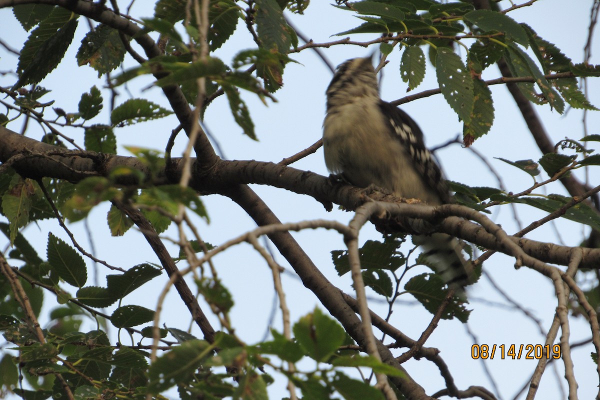 Downy Woodpecker - ML172458361