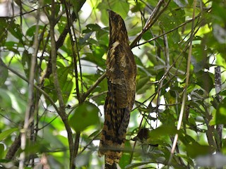 ヨタカの剥製 ハイイロタチヨタカ - eBird