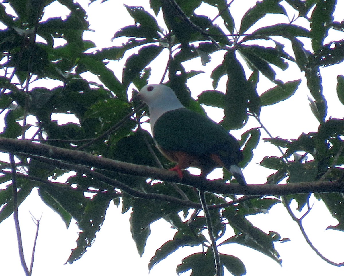 Finsch's Imperial-Pigeon - Simon RB Thompson