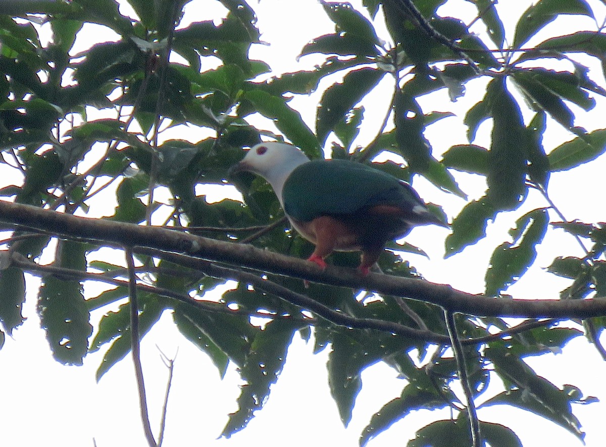 Finsch's Imperial-Pigeon - Simon RB Thompson