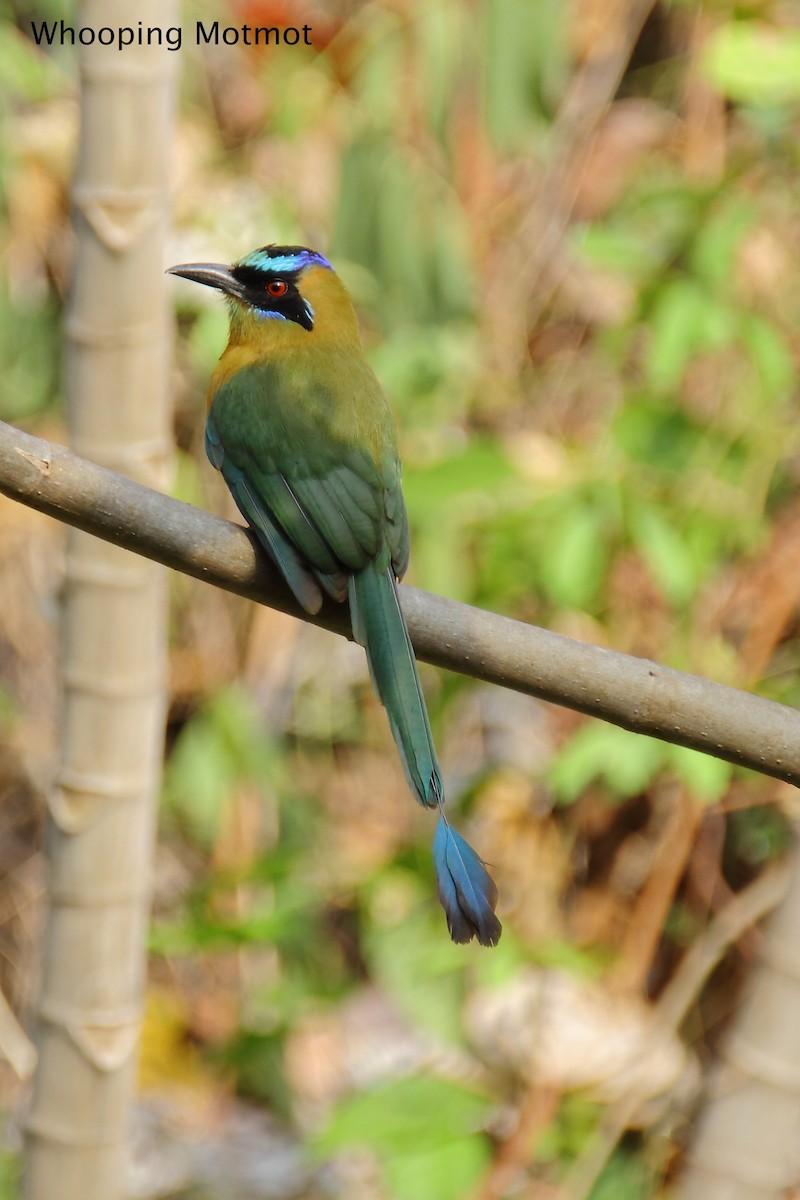 Whooping Motmot (Whooping) - Butch Carter