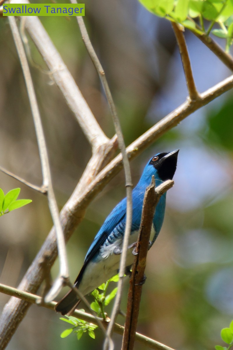 Swallow Tanager - ML172459621