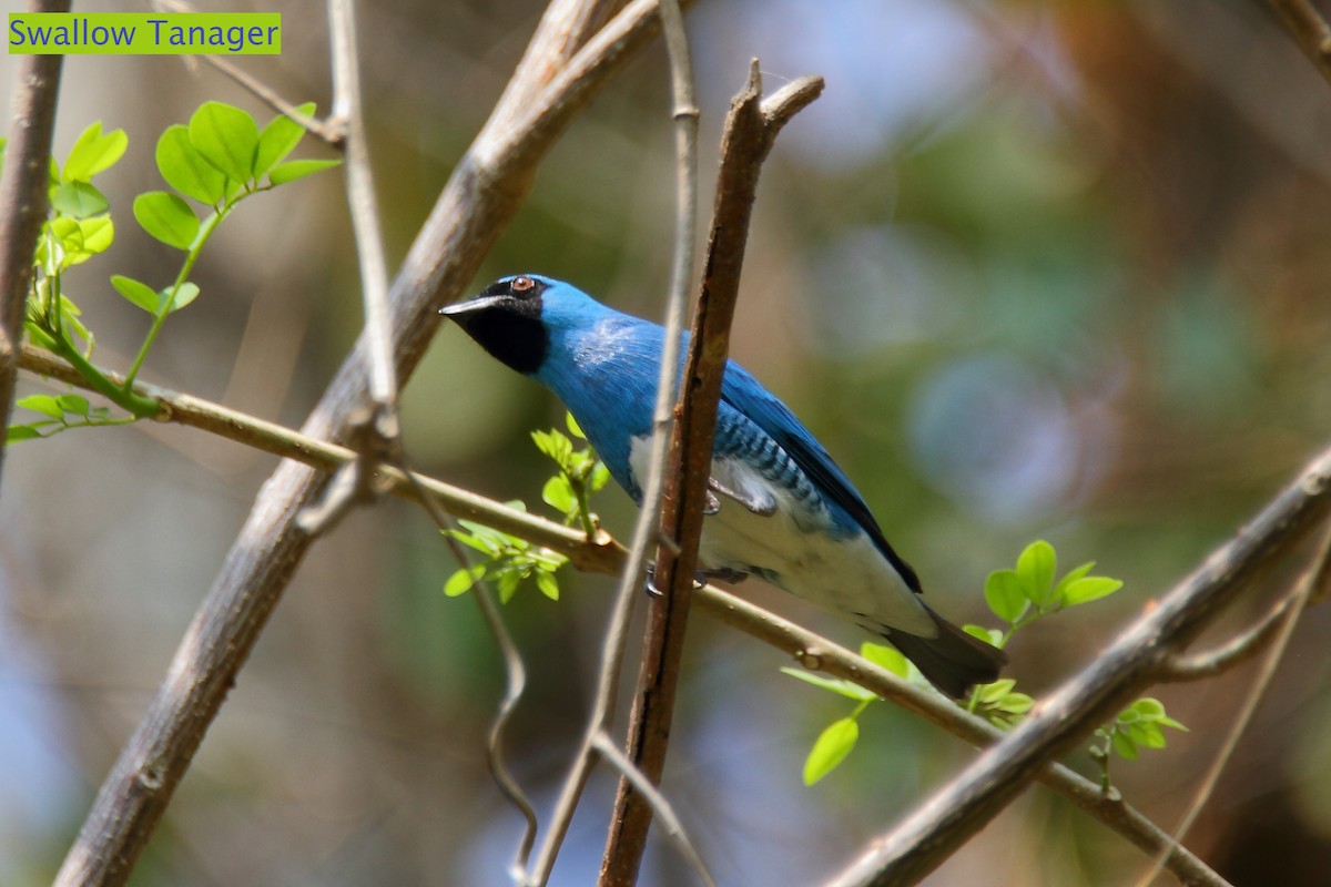 Swallow Tanager - ML172459631