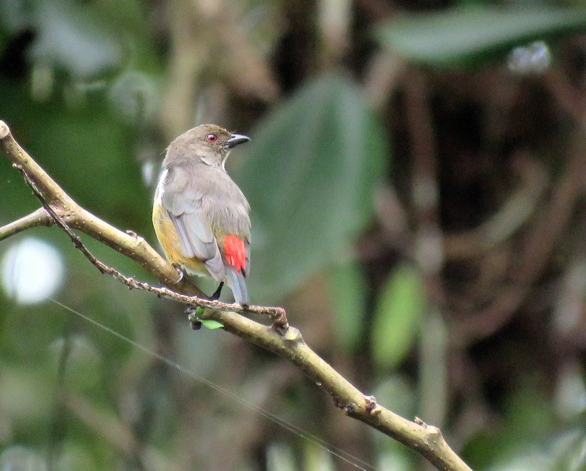 Red-banded Flowerpecker - ML172459951