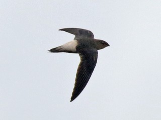  - Pale-rumped Swift