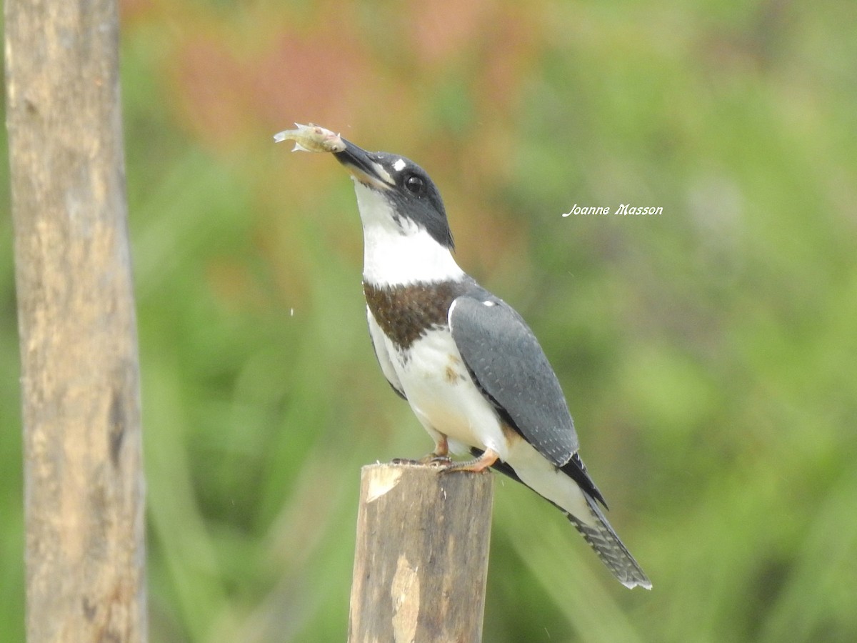 Belted Kingfisher - ML172463491