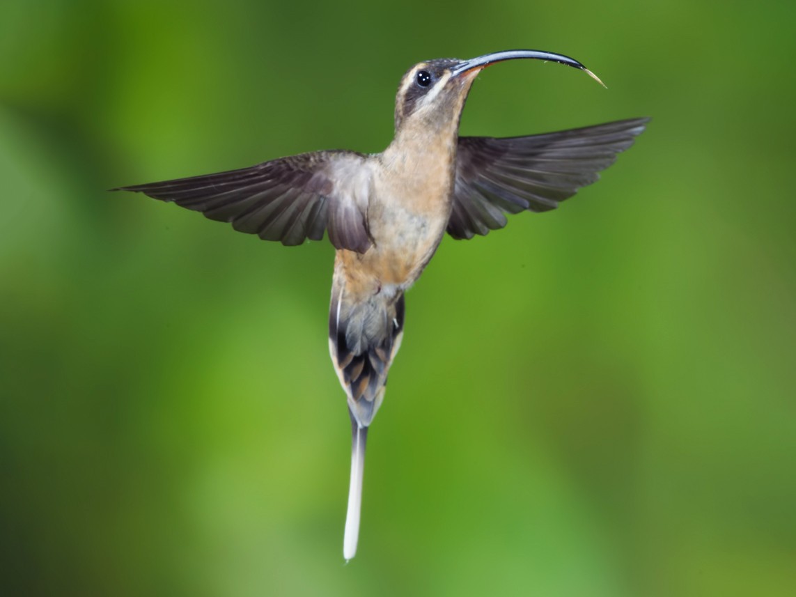 Great-billed Hermit - Peter Hawrylyshyn