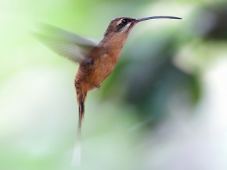  - Great-billed Hermit