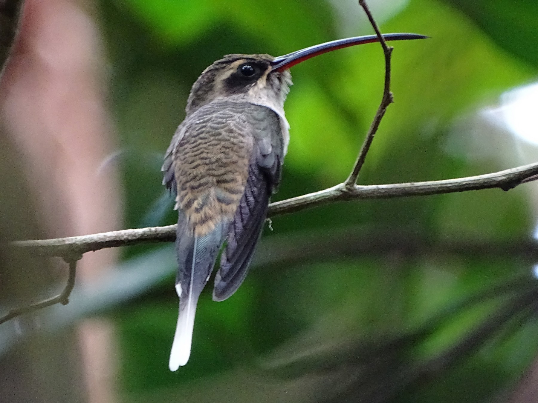 Great-billed Hermit - Sergio LEON