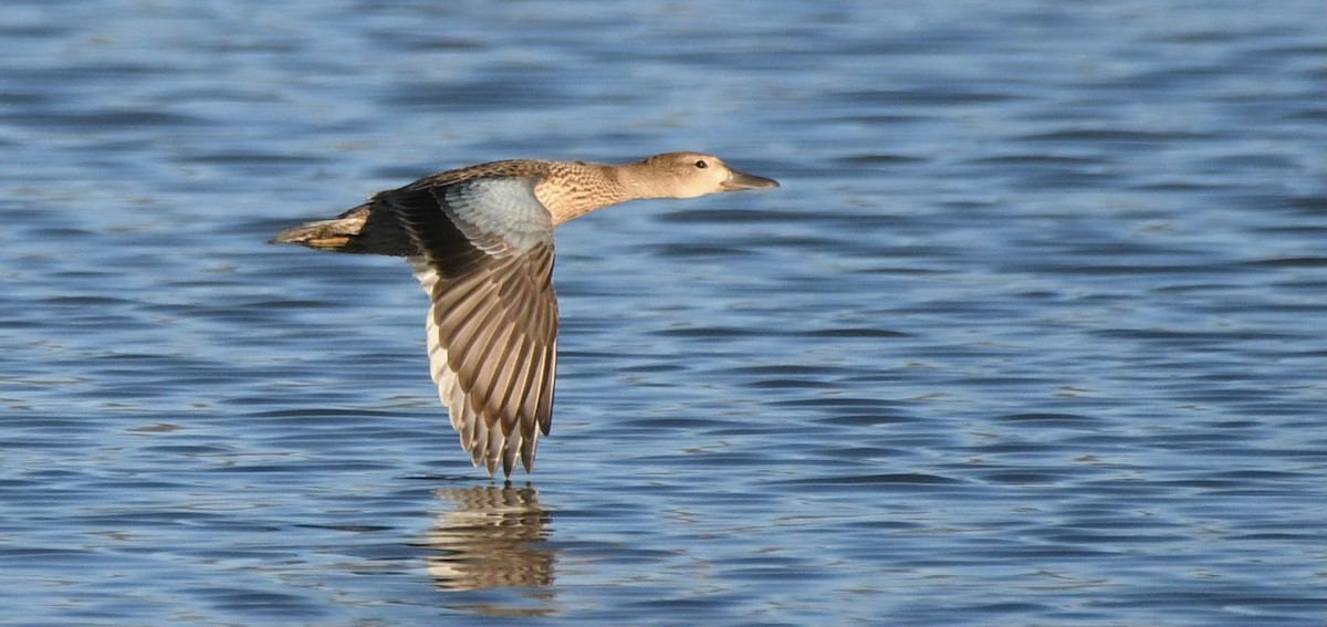 Blue-winged Teal - ML172464841