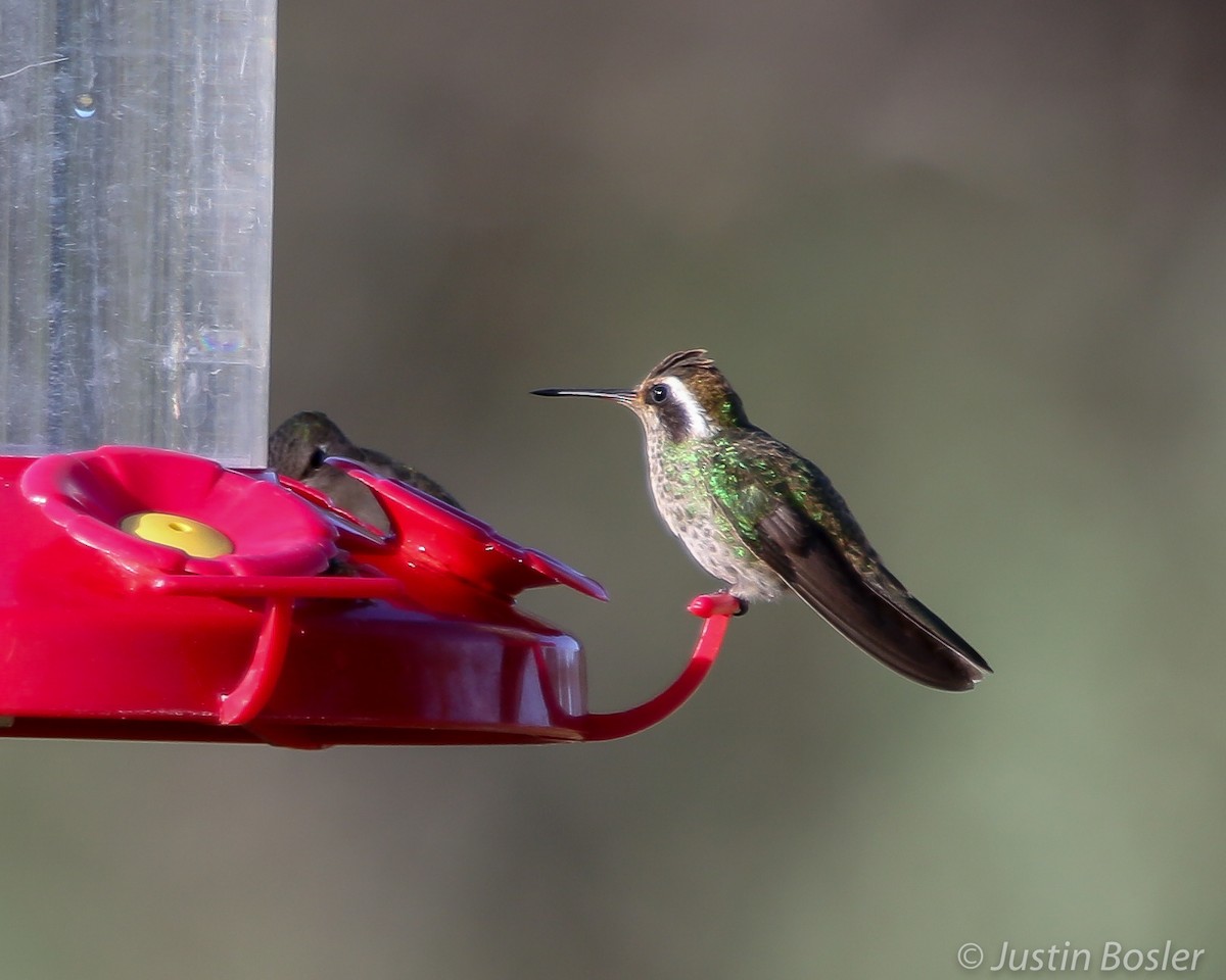 White-eared Hummingbird - Justin Bosler