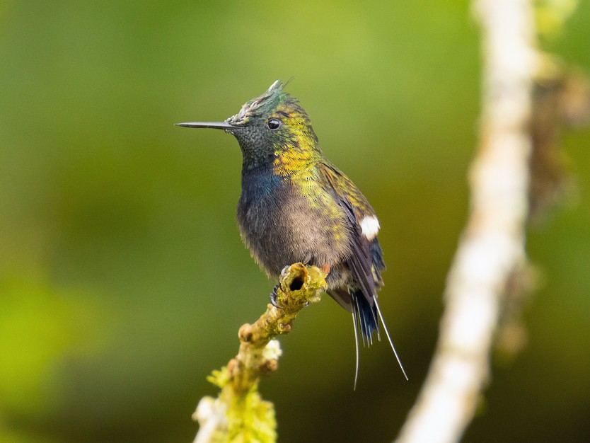 Wire-crested Thorntail - Ilya Povalyaev