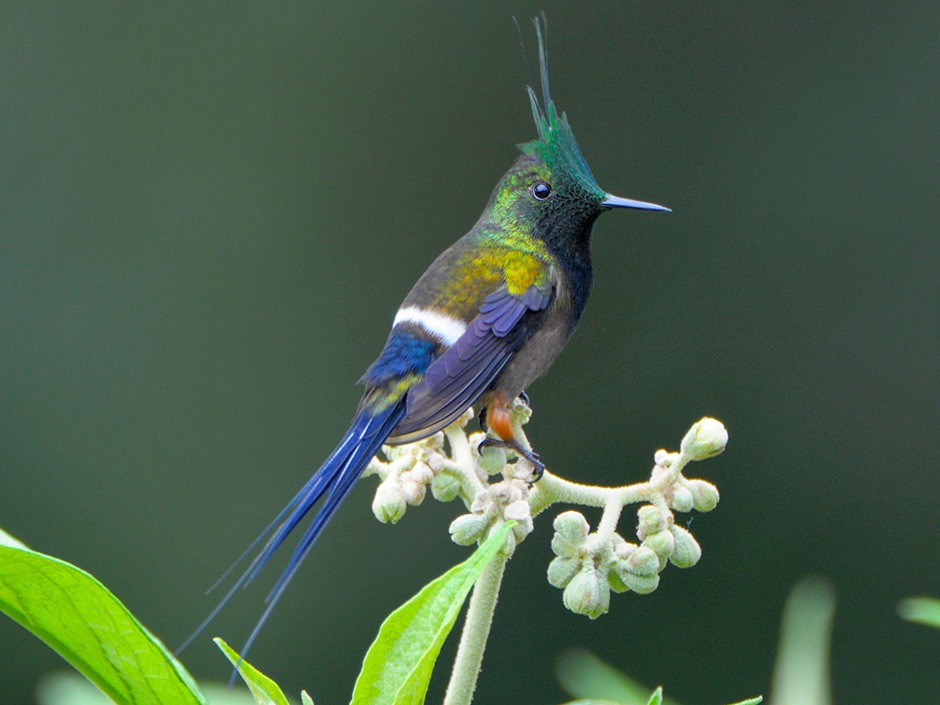 Wire-crested Thorntail - James Livaudais