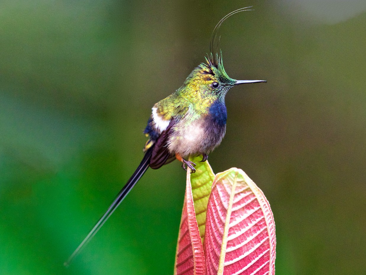 Wire-crested Thorntail - Ed Harper