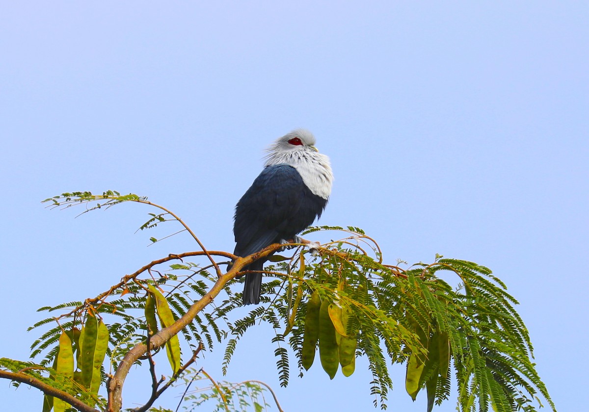 Comoro Blue-Pigeon - ML172479511