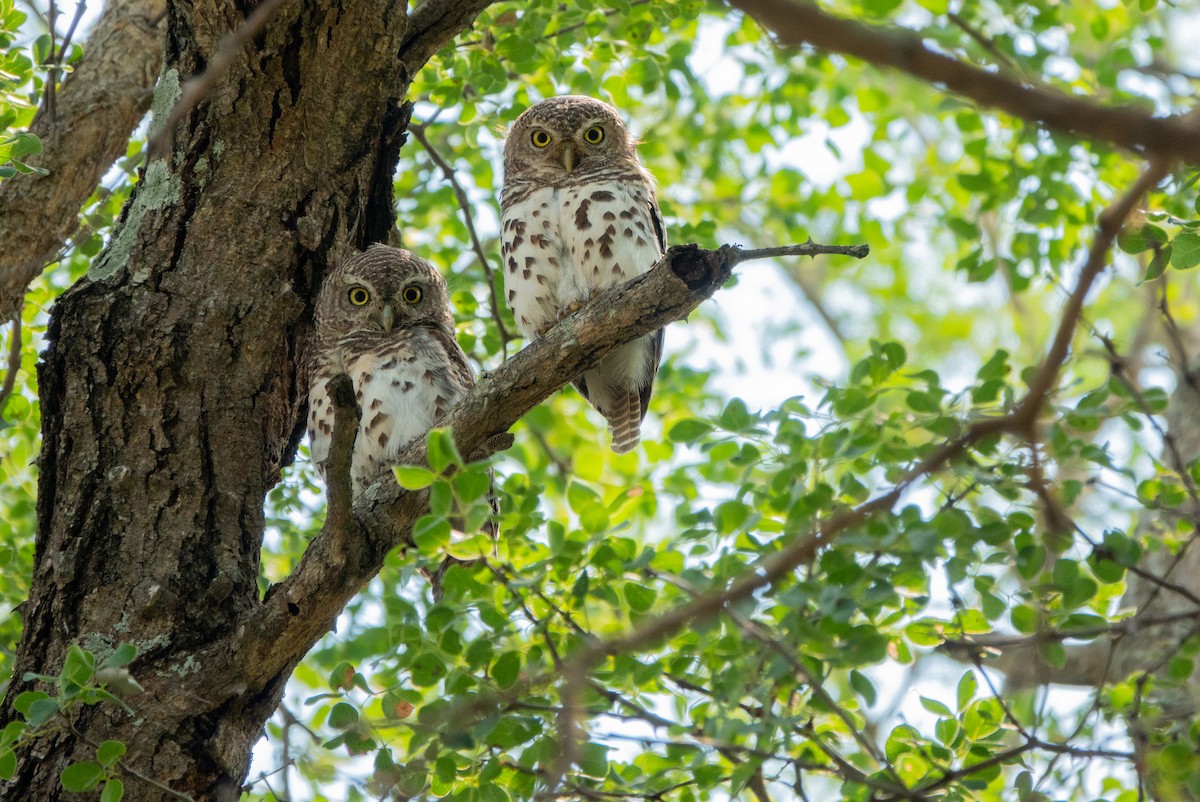 African Barred Owlet (Bar-fronted) - ML172480771