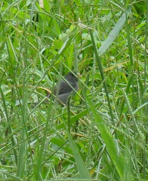 Gray Seedeater - ML172483241